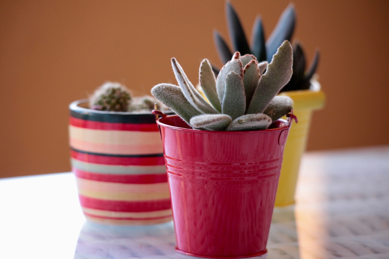 succulents-for-home-office