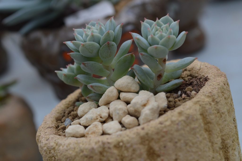 succulents1